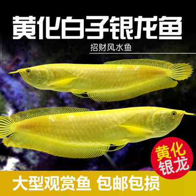 黄化白子银龙鱼龙鱼热带淡水鱼
