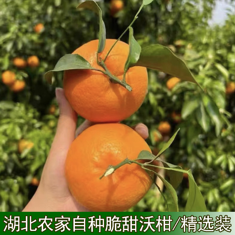 新鲜沃柑新鲜水果当季整箱