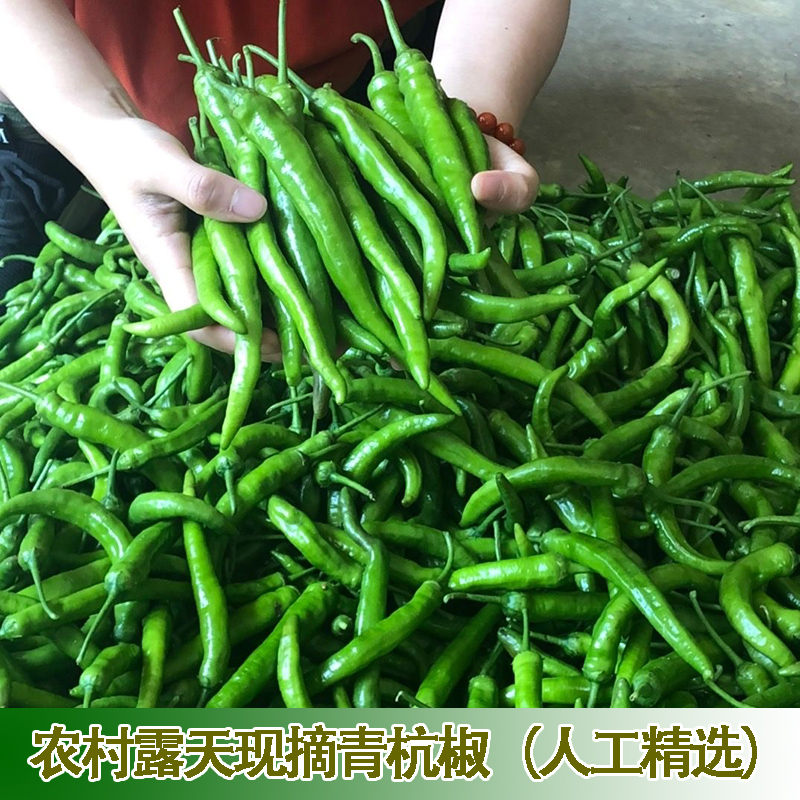 农家现摘新鲜青杭椒薄皮肉厚本地土辣椒青杭椒香辣虎皮辣椒精选装