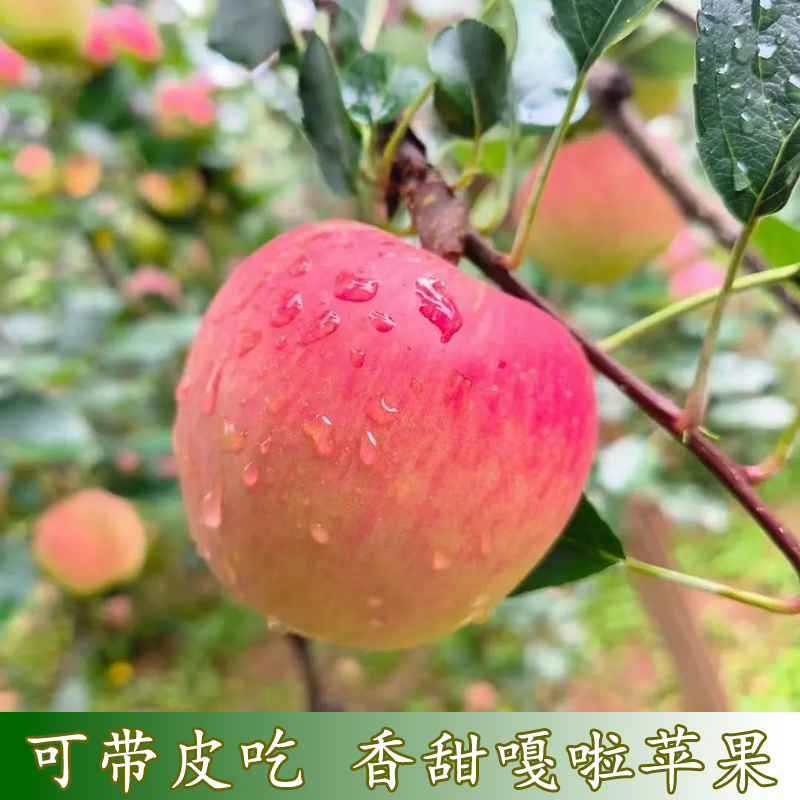 正宗嘎啦苹果新鲜当季水果皮薄核小嘎啦冰糖心小苹果脆甜当季水果