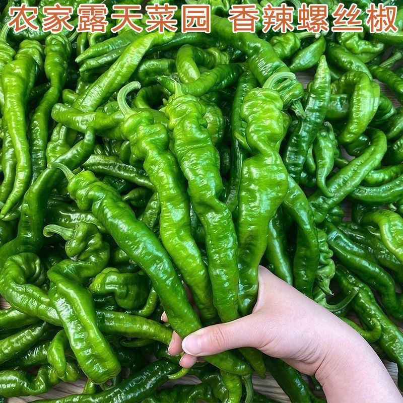 新鲜螺丝椒湖南特产软皮薄皮青土