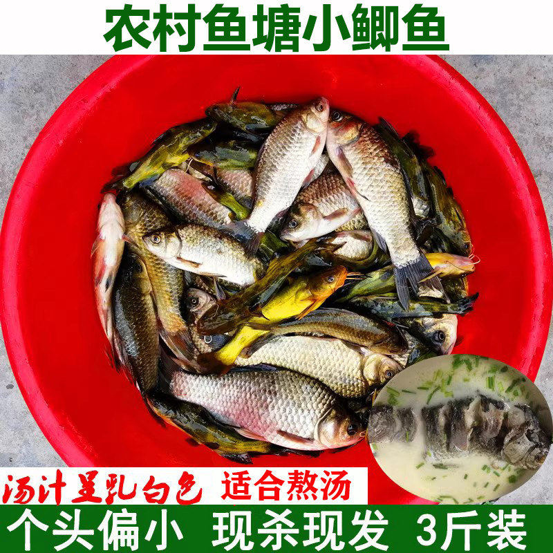 农村鱼塘自养小鲫鱼现杀现发