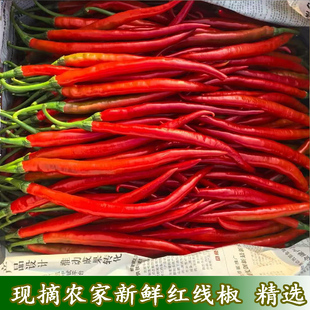 农家菜园露天新鲜红辣椒红线椒线辣椒现摘现发细长辣椒精选二荆条