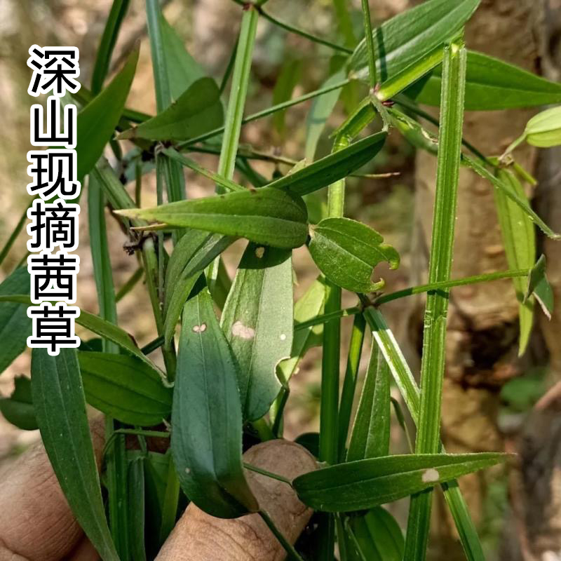 深山小血藤茜草破血草红内消血见愁正宗红根草四轮草下单现摘