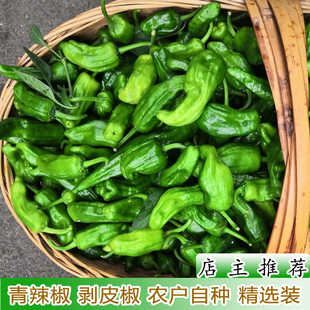 农户菜园新鲜青椒海椒菜椒现摘新鲜蔬菜薄皮辣椒青辣椒泡椒精选装