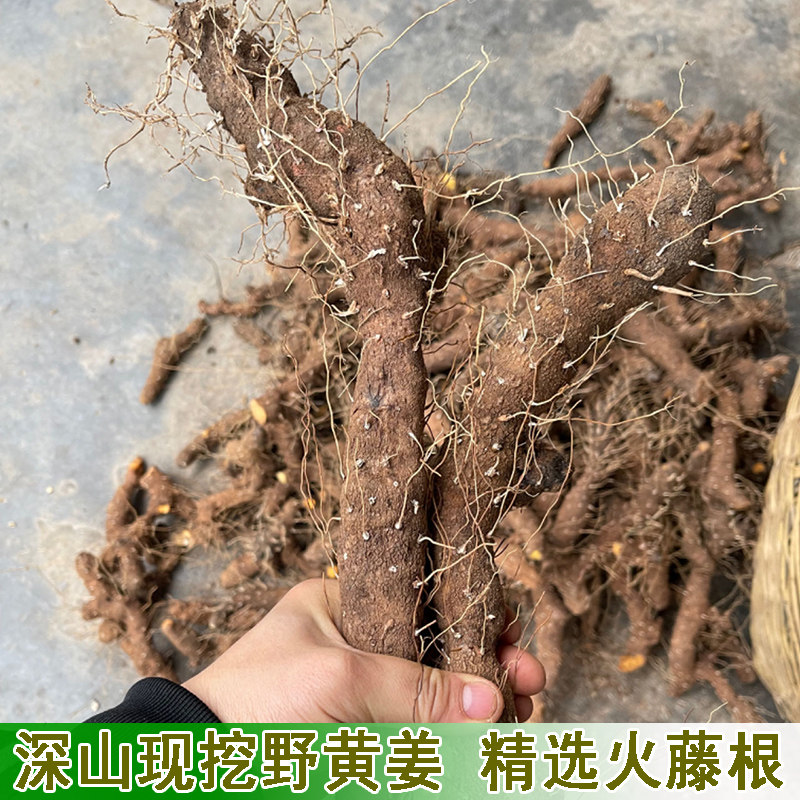 农村土特产野黄姜火藤根黄姜种盾