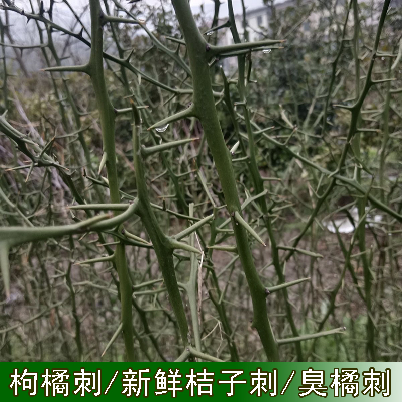 下单现摘新鲜枸橘子刺农家桔子刺老品种臭积实刺枳壳柑桔刺可煮水