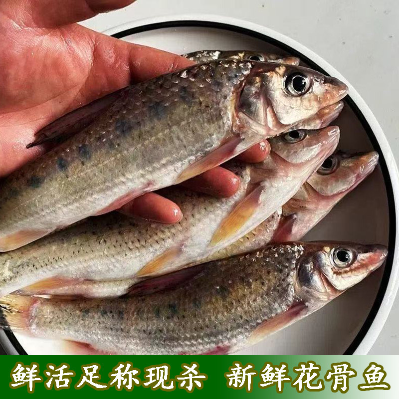 淡水新鲜青竹鱼花骨鱼鲜活足称现杀花骨鱼花菇鱼激浪鱼马鲫鸡骨鱼