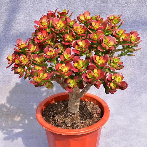 老桩姬红花月盆栽玉树带盆多肉