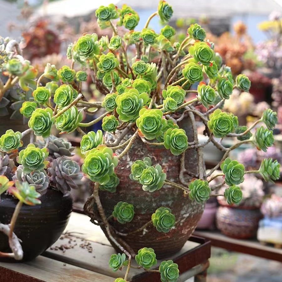 薄化妆多肉云南精品老桩植物多头群生易爆盆花卉盆栽绿植萌绿蔷薇