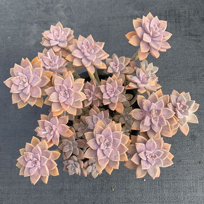 阿伦培云南精品多肉老桩多肉植物花卉群生多头好养肉肉基地直发