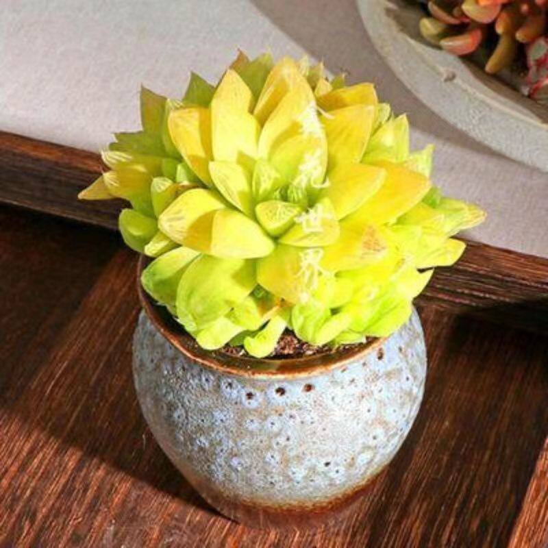 凝脂菊黄金宝草玉露罕见多肉室内绿植新手好养不喜阳多肉带盆发货