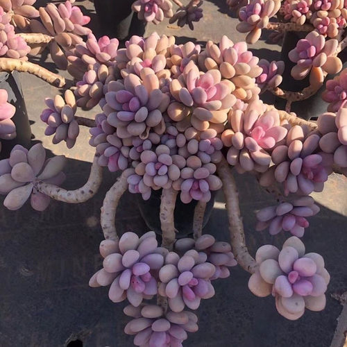 桃蛋多肉老桩植物粉色盆栽花卉新手老桩群生多头皮实好养室内绿植