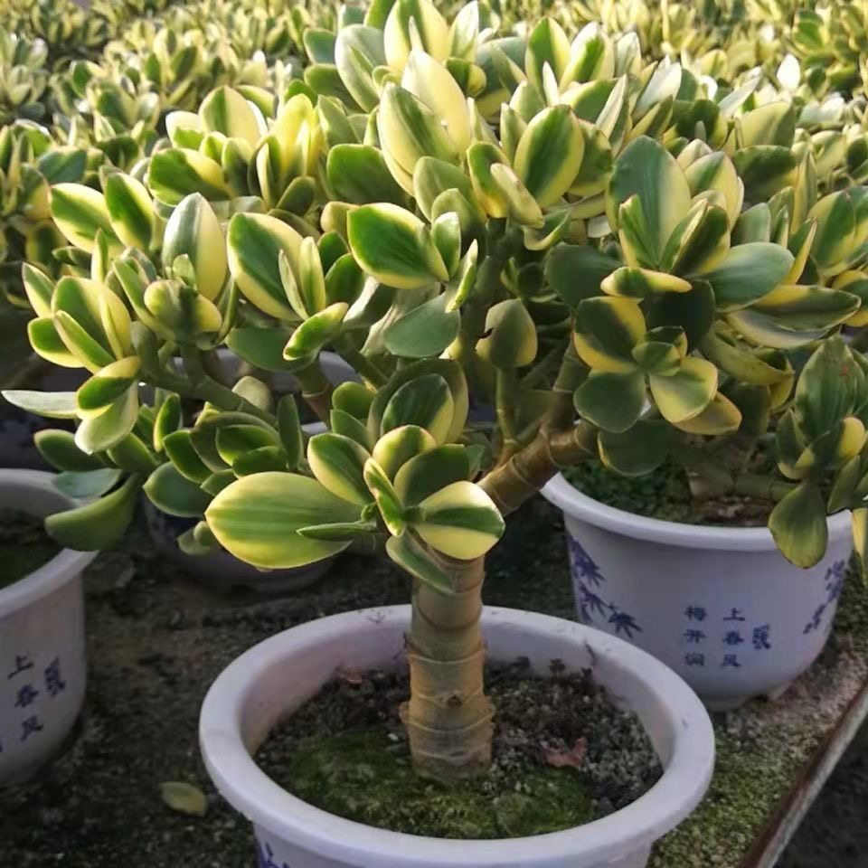 落日之雁超大老桩新花月锦多肉植物精品玉树颜色超级好看落日之雁