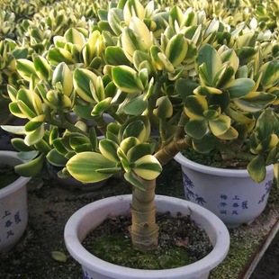 落日之雁超大老桩新花月锦多肉植物精品玉树颜色超级好看落日之雁