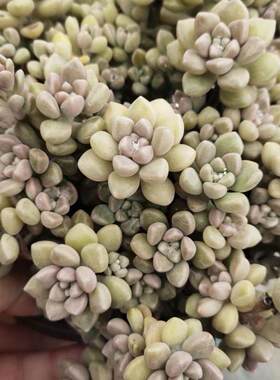 姬秋丽多肉小盆栽幼儿园绿植礼物