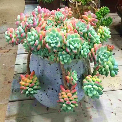 多肉劳尔 多头劳尔多肉植物老桩 多头群生小老桩绿植花卉盆栽植物