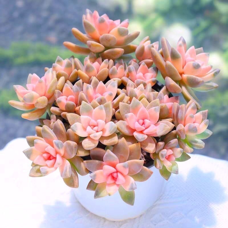 淡雪锦幽灵公主多肉盆栽植物室内花卉绿植云南基地带盆土包邮直发