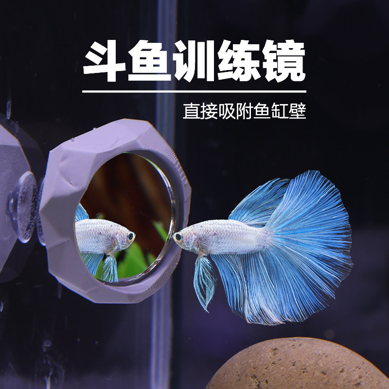 鱼缸造景摆件泰国斗鱼训练镜雷龙鼓鳃互动镜罗汉起头爆头缸内镜子