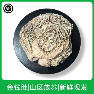 新鲜金钱肚蜂窝肚新鲜牛肚毛肚火锅食材黄金肚小肚牛胃餐牛杂