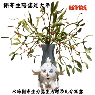 槲寄生花束鲜花新年花束槲寄生可以水培槲寄生槲寄生