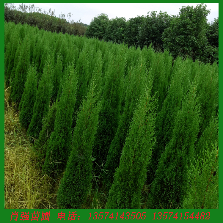塔柏 蜀桧 墓地松扫墓松清明松柏树苗桧柏L松柏树龙柏 工程绿化苗
