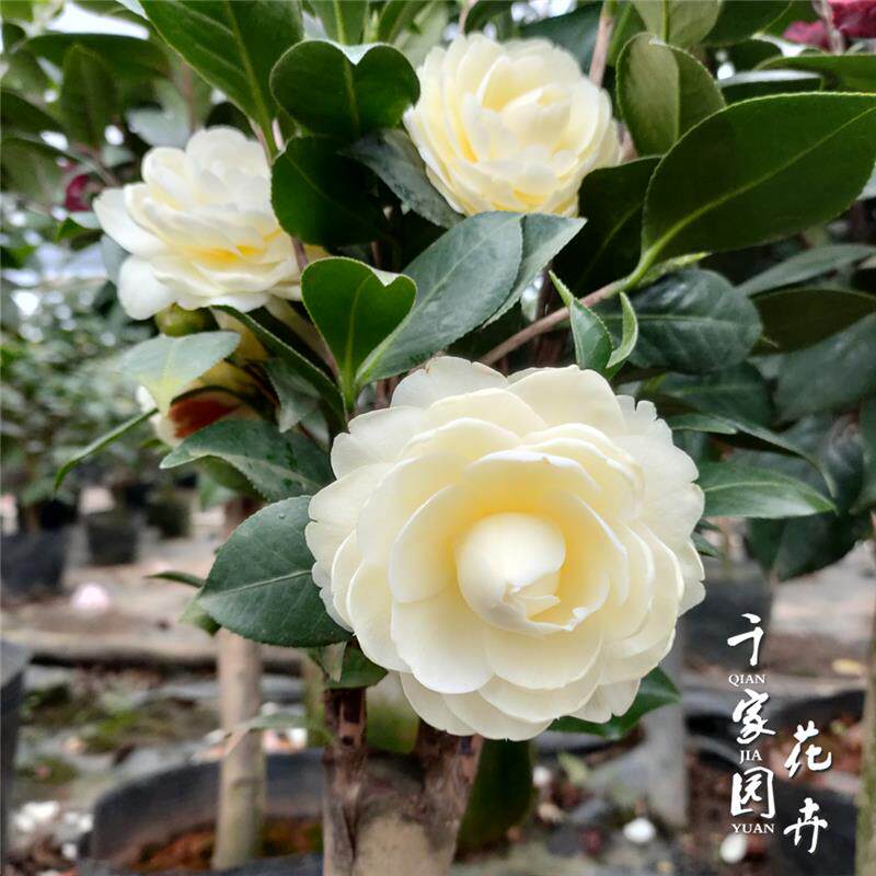 厂家黄达茶花苗盆栽黄色茶花绿植花卉名贵品种四季阳台庭院客厅名