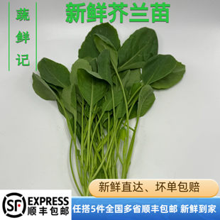 【蔬鲜记】芥兰苗新鲜上海小芥兰苗芥兰头苗 芥兰菜心酒店食材