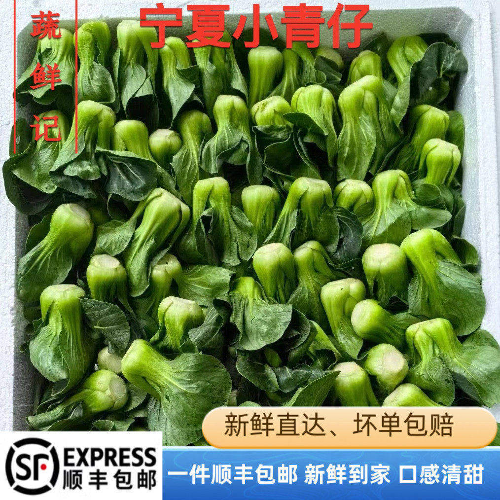 宁夏青菜新鲜蔬菜上海青供港小青仔软糯清甜小青菜小油菜矮脚青菜 - 蔬鲜记特色蔬菜出品
