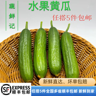新鲜水果青瓜新鲜小黄瓜无刺黄瓜蔬菜沙拉西餐食材生吃脆小黄瓜