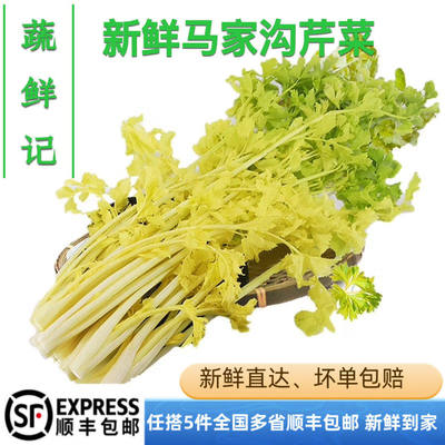 蔬鲜记- 马家沟芹菜正宗精品大叶黄芹菜嫩芯生吃新鲜蔬菜750g/袋