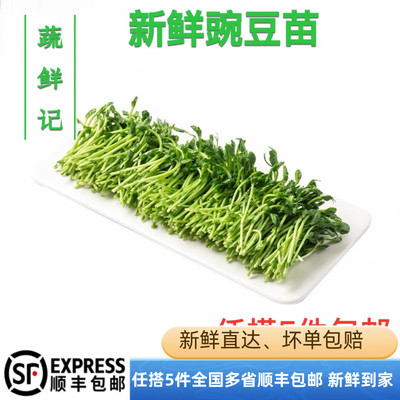 【蔬鲜记】新鲜活体豆苗豌豆苗蔬菜火锅食材活体可发芽嫩约500