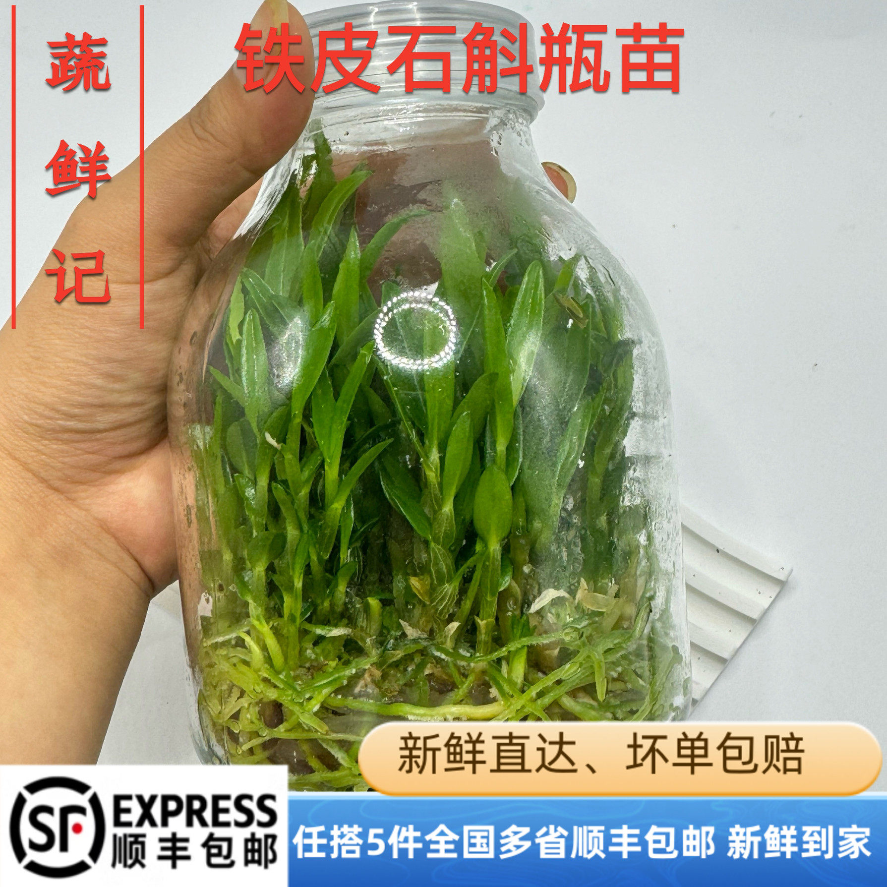 铁皮石斛组培苗铁皮石斛瓶苗铁皮枫斗苗红杆软脚正品品种种苗盆栽