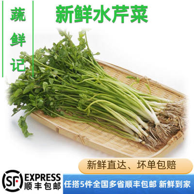【蔬鲜记】新鲜水芹菜应季酒店食材水芹小叶农家野菜500克
