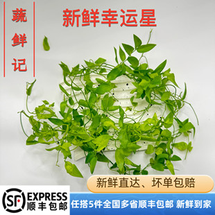 幸运星新鲜熊猫竹藤树苗阔叶舞竹酒楼餐厅摆盘装饰点缀花草叶子