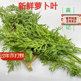 新鲜胡萝卜叶子500g 新鲜现摘萝卜叶 萝卜缨子 新鲜蔬菜胡萝卜叶