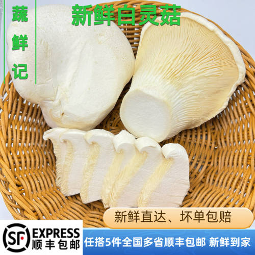 新鲜白灵菇500g新鲜菌菇食用蘑菇酒店饭店营养食材炒菜