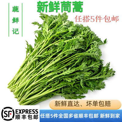 新鲜蔬菜崇明茼蒿 黄帝菜 蒿子秆时令蔬菜 清香解腻火锅 时鲜蔬菜