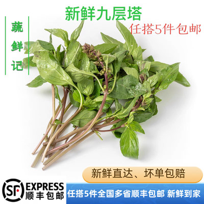 【蔬鲜记】新鲜九层塔食用叶金不换鱼香草三杯鸡冬阴功香料