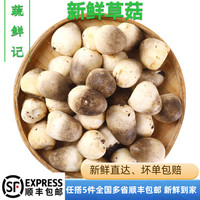 新鮮草菇新鮮蘭花菇草菇菌 鮮草菇白草菇500g全店任搭5件包郵