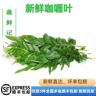 咖喱叶新鲜西餐饮香料菜调味调料蔬菜九里香咖哩叶鱼虾炒饭增香