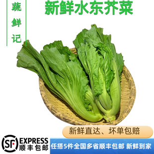 新鲜蔬菜广东水东芥菜盖菜包心芥菜酸菜鱼做泡菜500g五件包邮