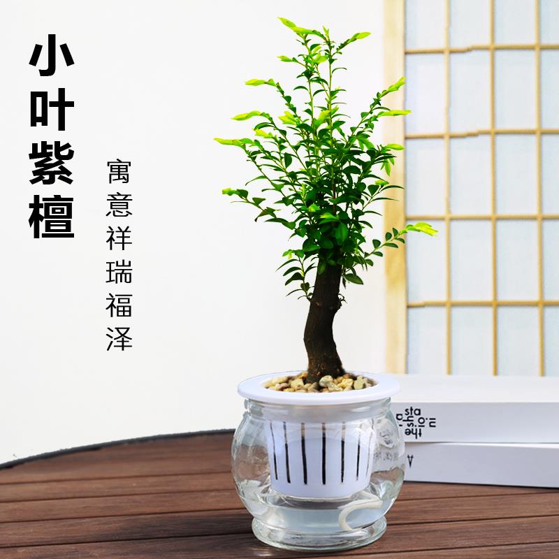 小叶紫檀盆景黑古茶盆栽室内造型小盆景办公室桌面好养水培植物