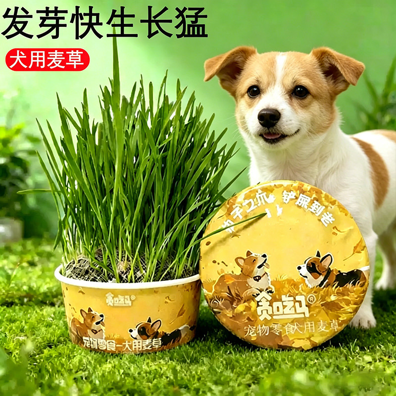 田园犬狗狗专用草狗吃的草种子爱吃的食用草清新口气小麦草化毛草