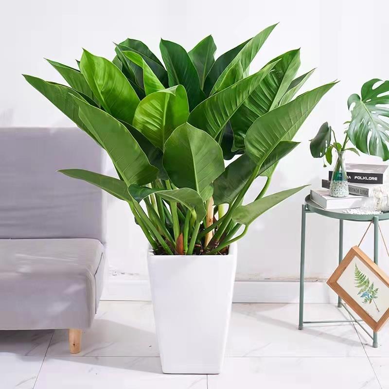 甲大叶绿公主金钻盆栽绿大型植盆栽室内养好吸flx醛净化空气花卉