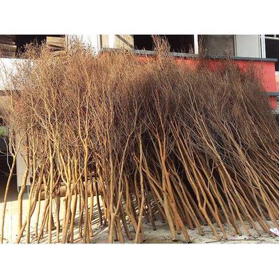 枝干树枝枯树枝白件色树枝摆造型树杆仿真树干假枝树装饰LWW直销