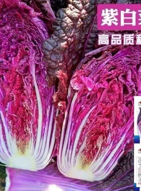 紫色白菜种子里外紫色大白菜四季播种庭院田地农科院有机蔬菜籽
