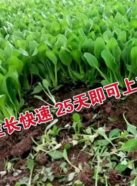 速生鸡毛菜种子一斤小青菜种子小白菜种籽四季阳台盆栽蔬菜种子