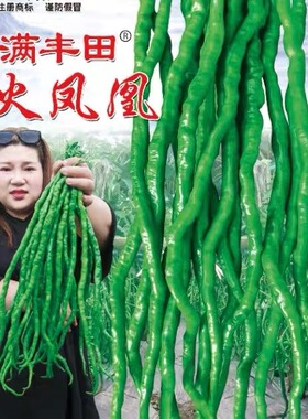 火凤凰超长线椒种子香辣线椒中早熟薄皮特长高产辣椒皱皮青红辣椒