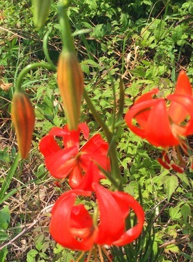 轮叶百合山丹丹花种球卷丹百合苗百合种根耐寒稀有庭院阳台观赏
